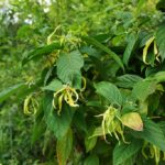 Ylang Ylang