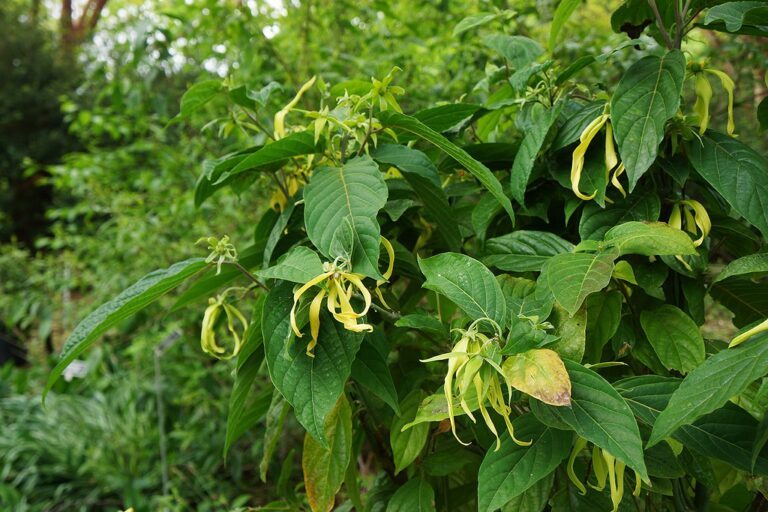 Ylang Ylang