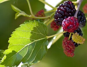 Blueberry