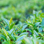 Tea Tree