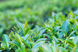 Tea Tree