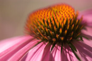 Echinacea