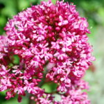 Valerian