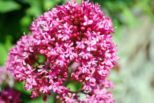 Valerian