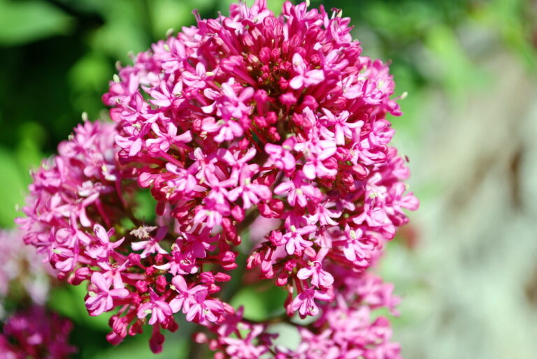 Valerian