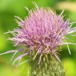 Milk Thistle