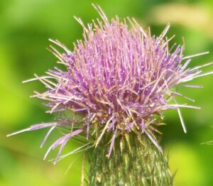 Milk Thistle