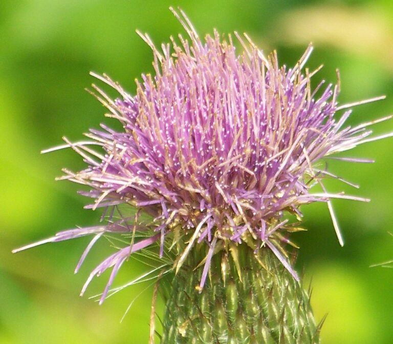 Milk Thistle
