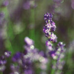 True Lavender