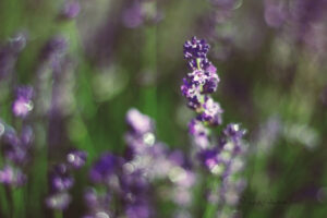 True Lavender