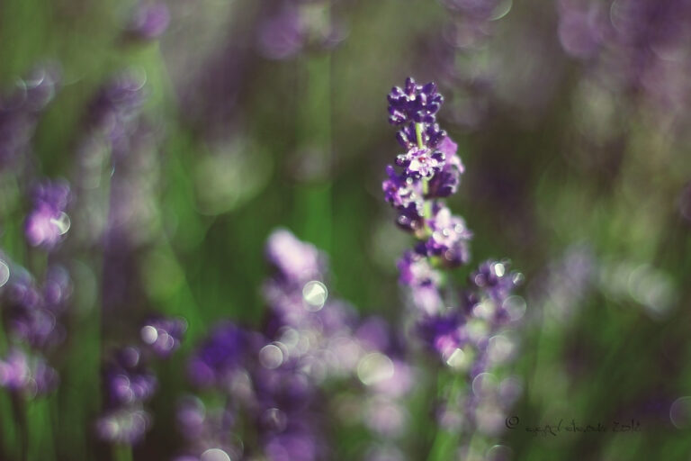 True Lavender