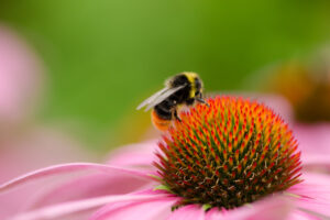 Bee Pollen