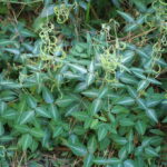 Desmodium