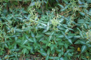 Desmodium