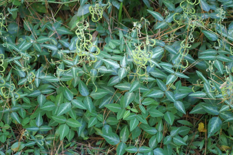 Desmodium