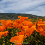 California Poppy