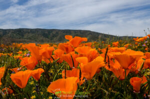 California Poppy