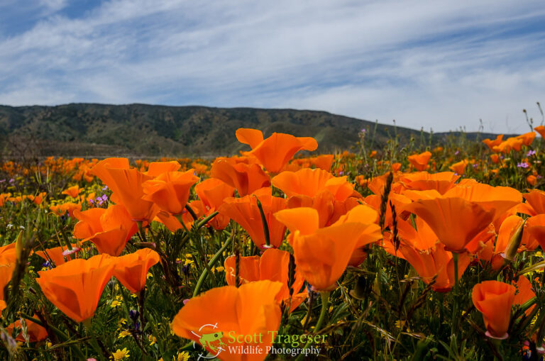 California Poppy