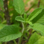 Sage