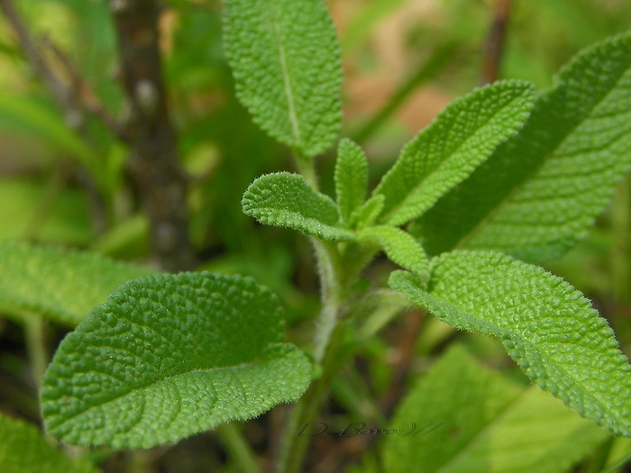 Sage