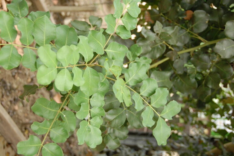 Carob