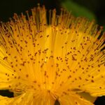 St. John’s Wort