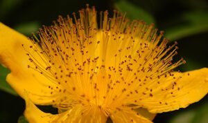 St. John’s Wort