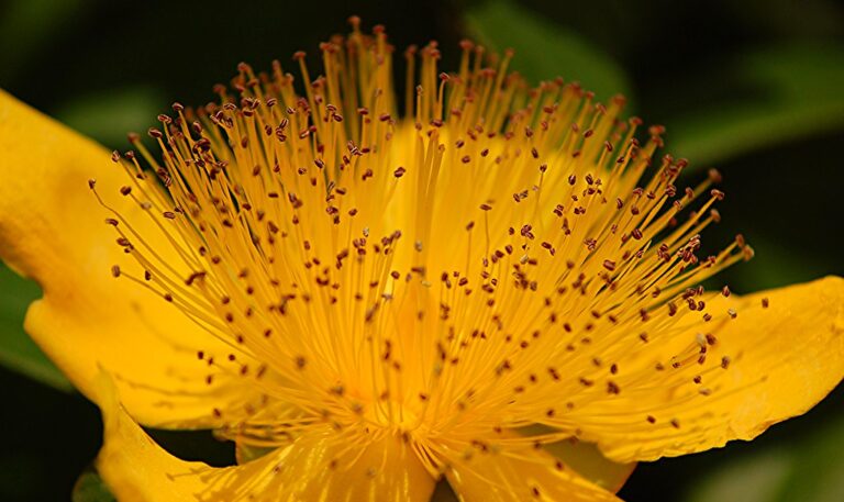 St. John’s Wort