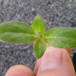 Gomphrena