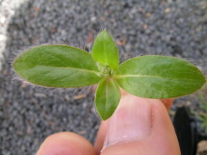 Gomphrena
