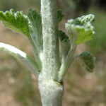 White Horehound