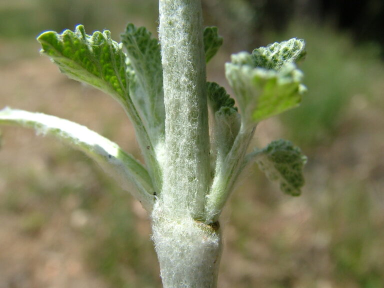 White Horehound
