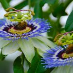 Passionflower