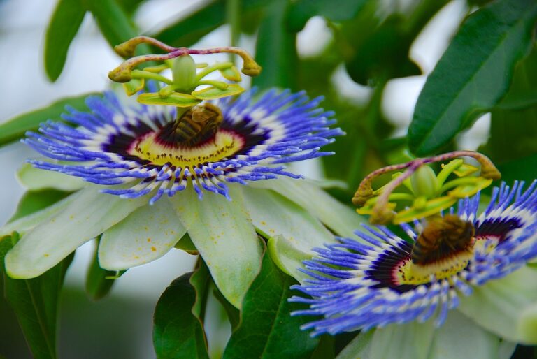 Passionflower