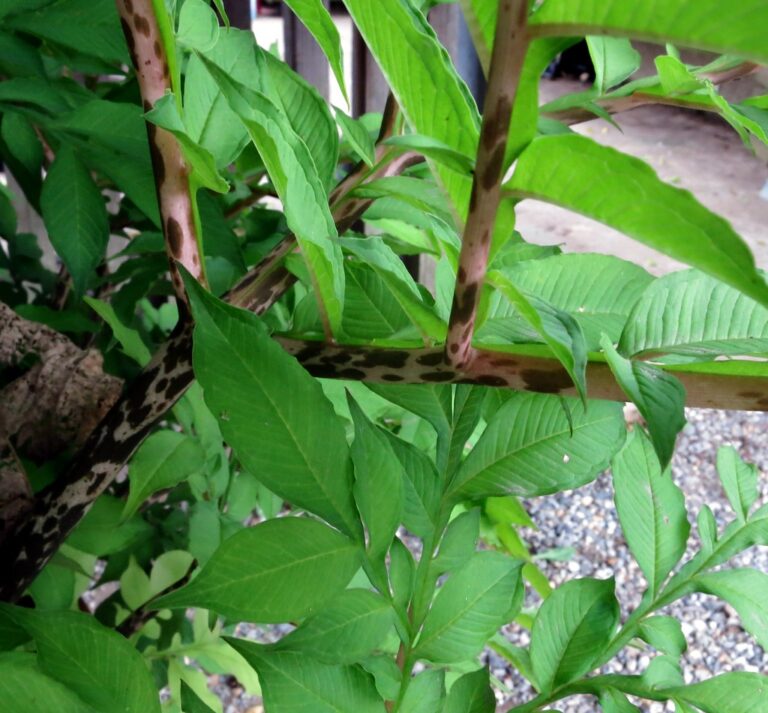 Konjac