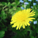Dandelion