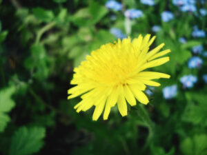 Dandelion
