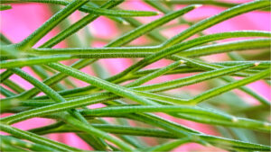 Fennel