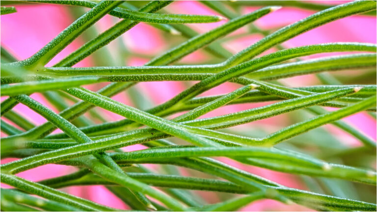 Fennel
