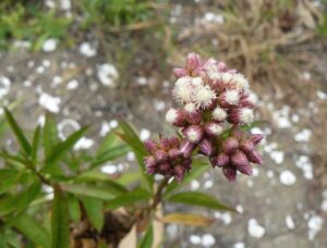 Baccharis