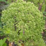 Angelica