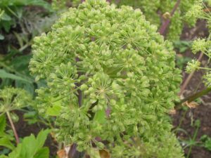 Angelica