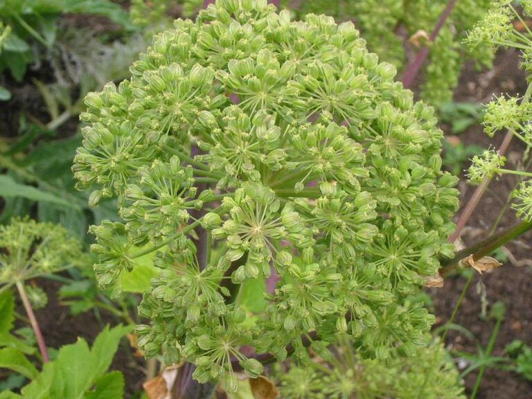 Angelica