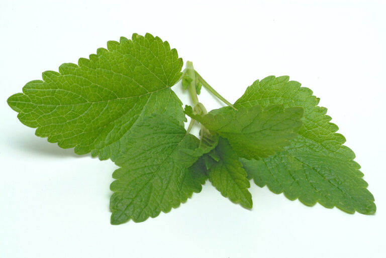 Citronella