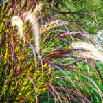 Couch Grass