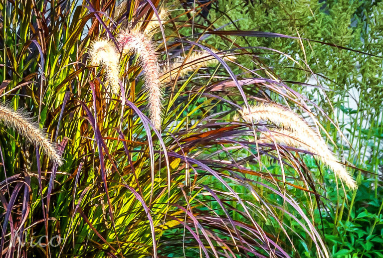 Couch Grass