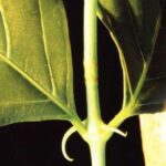 Cat’s Claw