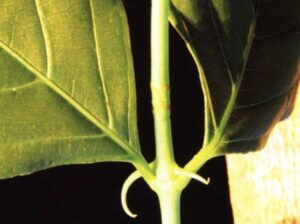 Cat’s Claw