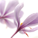 Saffron