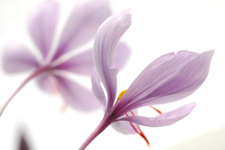 Saffron
